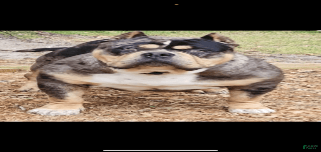 Gallery Image {{count}}