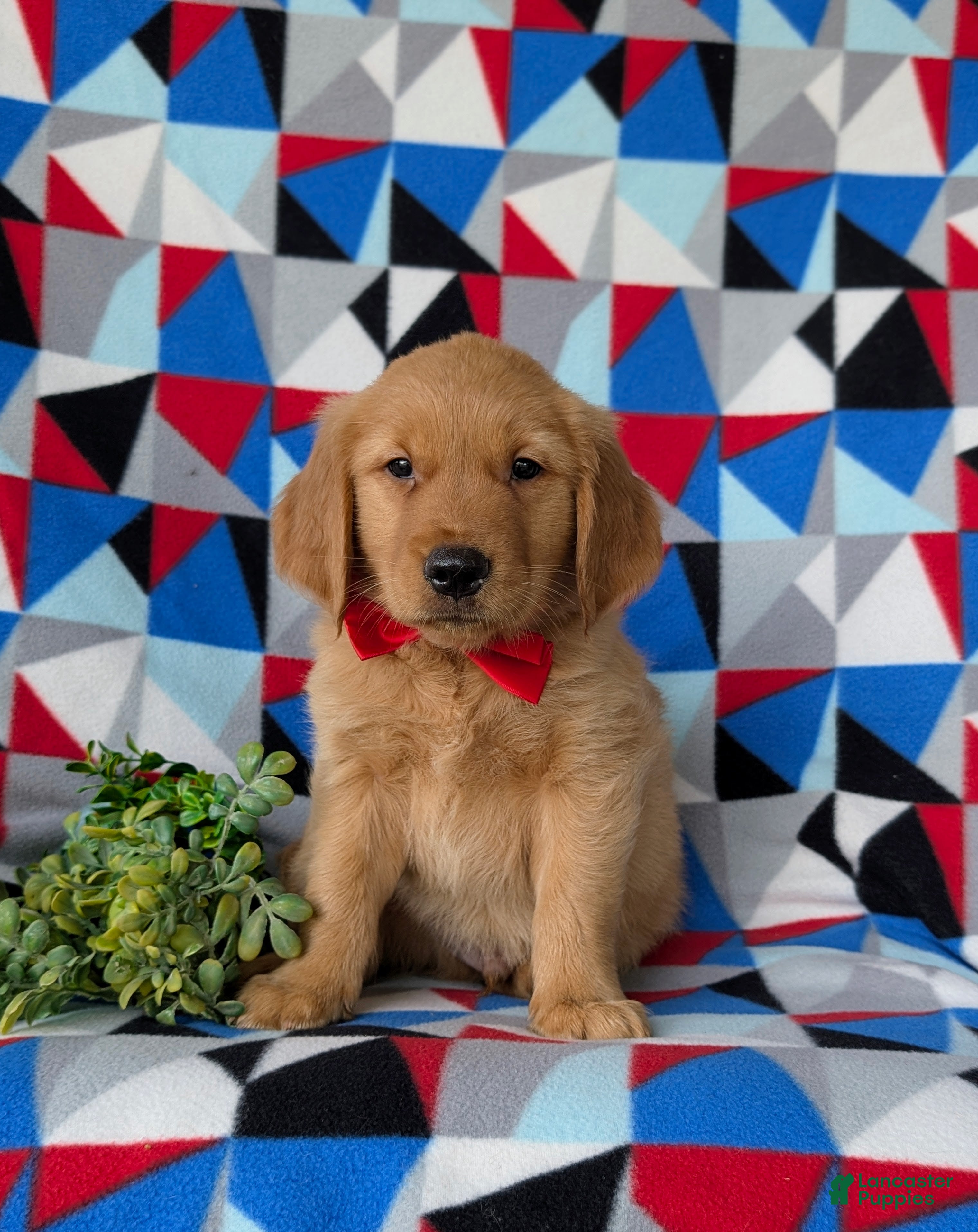 Golden Retriever dogs Collins - Ad 2
