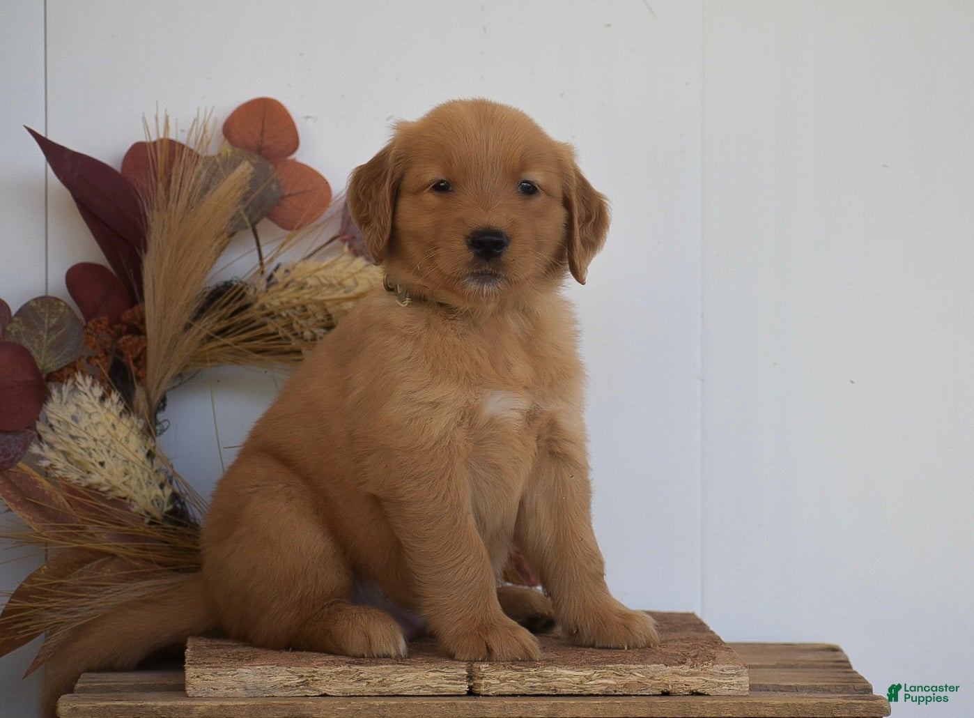 Golden Retriever dogs Kaiden - Ad 2