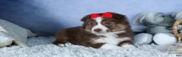 Miniature Australian Shepherd dogs for sale: ELVIS - Ad 19