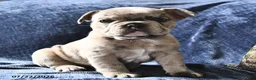 French Bulldog dogs for sale: Snow White  - Ad 3