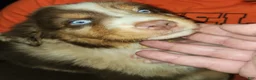 Australian Shepherd dogs for sale: Charlie - Ad 6