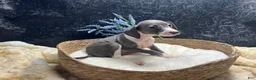Italian Greyhound dogs for sale: Italian Greyhound 1 - Ad 3