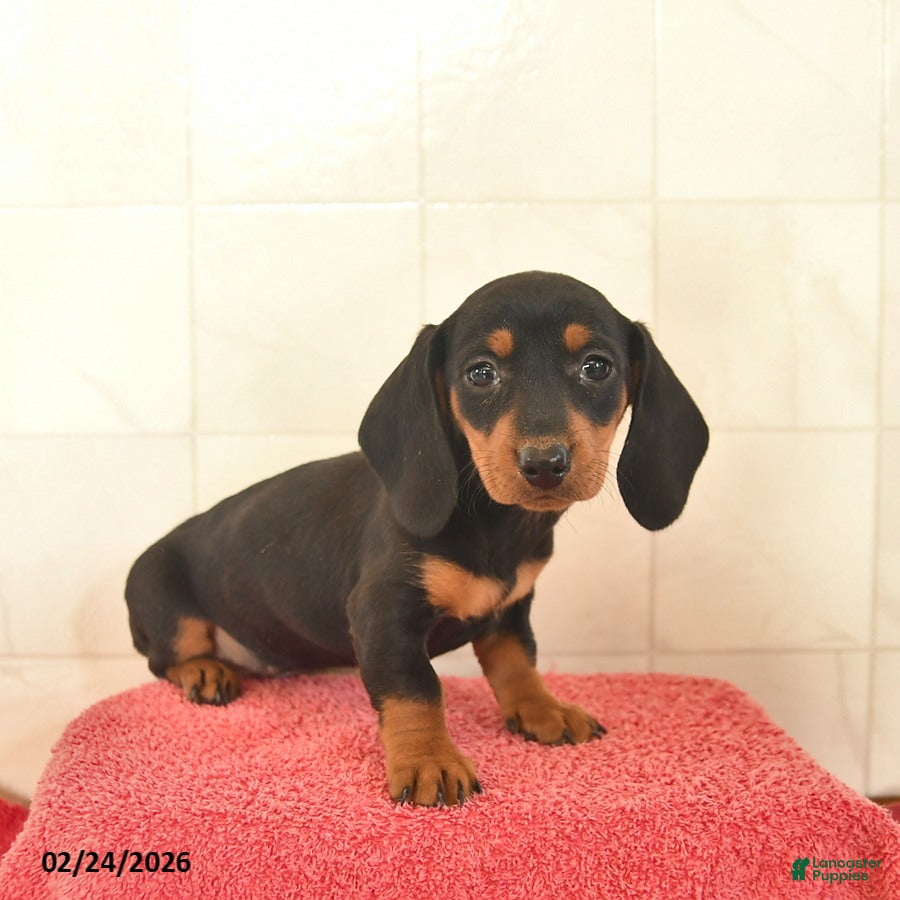 Miniature Dachshund dogs Flossy  - Ad 1