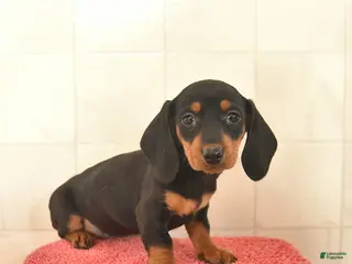 Miniature Dachshund dogs for sale: Flossy - Ad 2