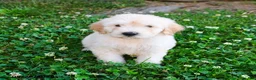 Mini Goldendoodle dogs for sale: Kevin - Ad 4