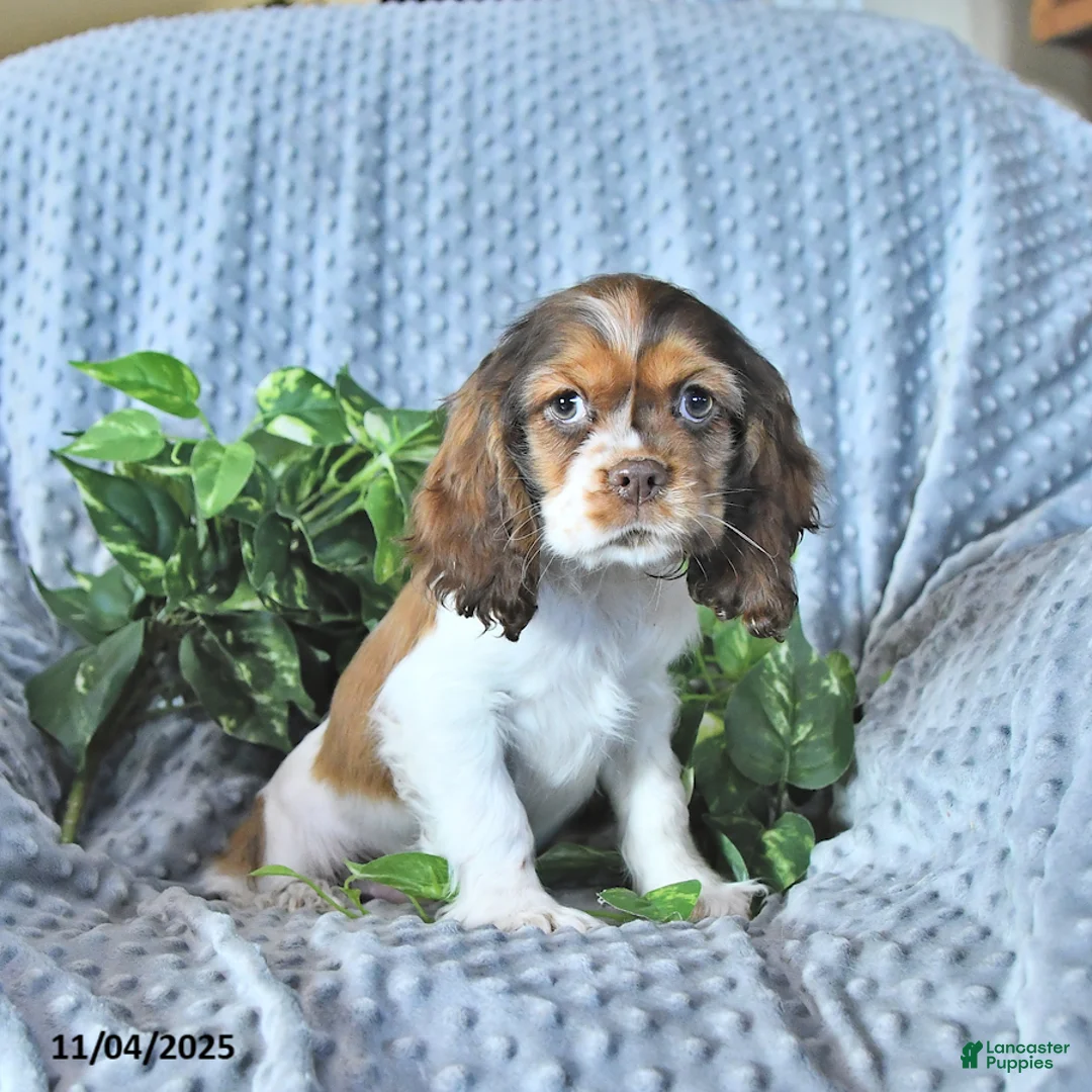 Cocker Spaniel dogs for sale: Max - Ad 10
