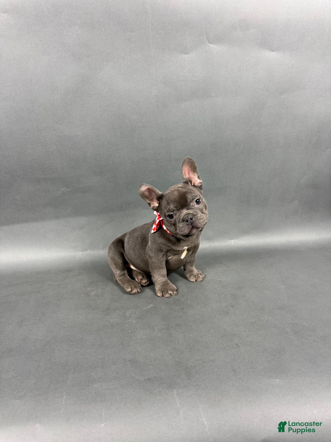 French Bulldog dogs for sale: Stella - Ad 16
