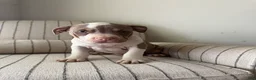 American Bully dogs for sale: Mr. Perfect - Ad 4