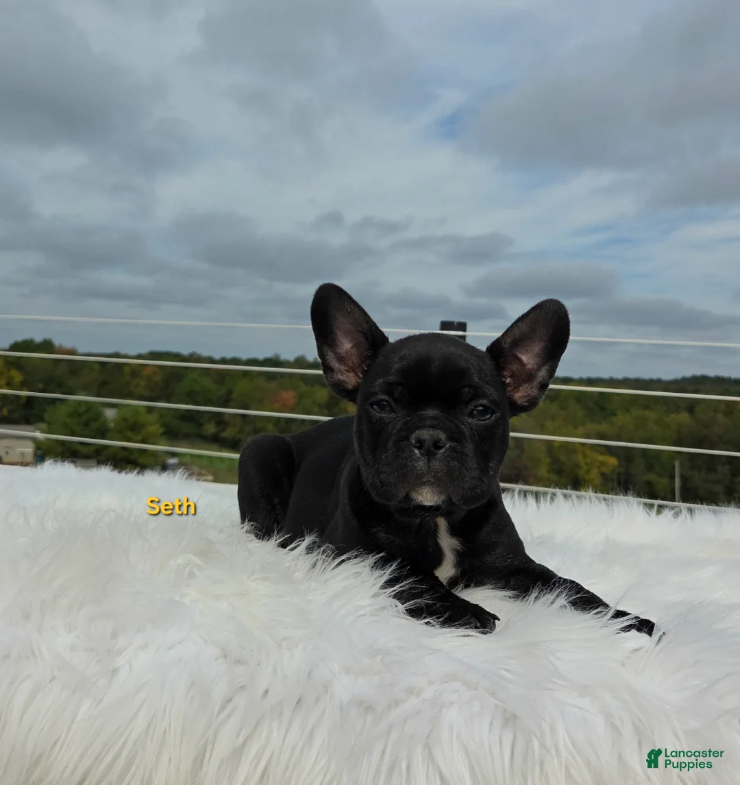 Frenchton dogs for sale: Seth - Ad 2