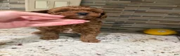 Toy Poodle dogs for sale: Dixie - Ad 3