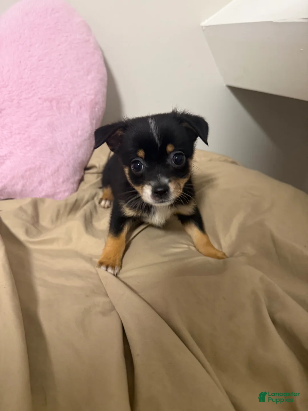 Pomchi dogs for sale: Pomchi Puppy 2 - Ad 1