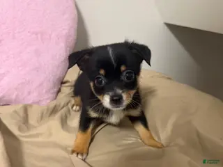 Pomchi dogs Pomchi Puppy 2 - Ad 4