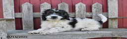 Bernedoodle dogs for sale: Max - Ad 3