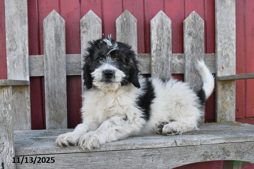 Bernedoodle dogs for sale: Max - Ad 3