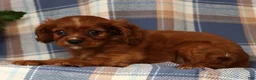 Cavalier King Charles Spaniel dogs for sale: Mitch - Ad 3