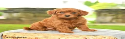 Miniature Poodle dogs for sale: Konrad - Ad 1