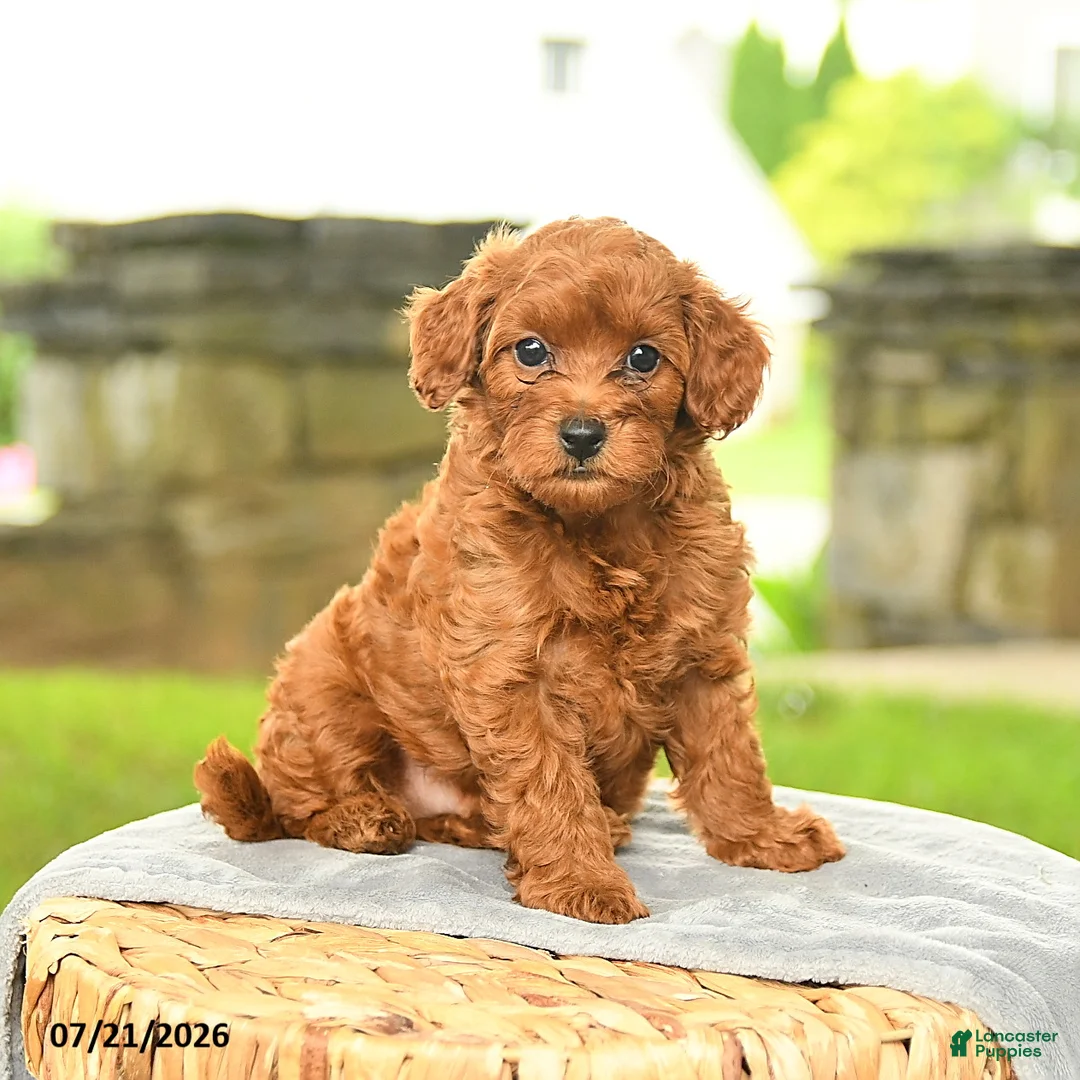 Miniature Poodle dogs for sale: Konrad - Ad 1