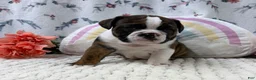 English Bulldog dogs for sale: Leo - Ad 4