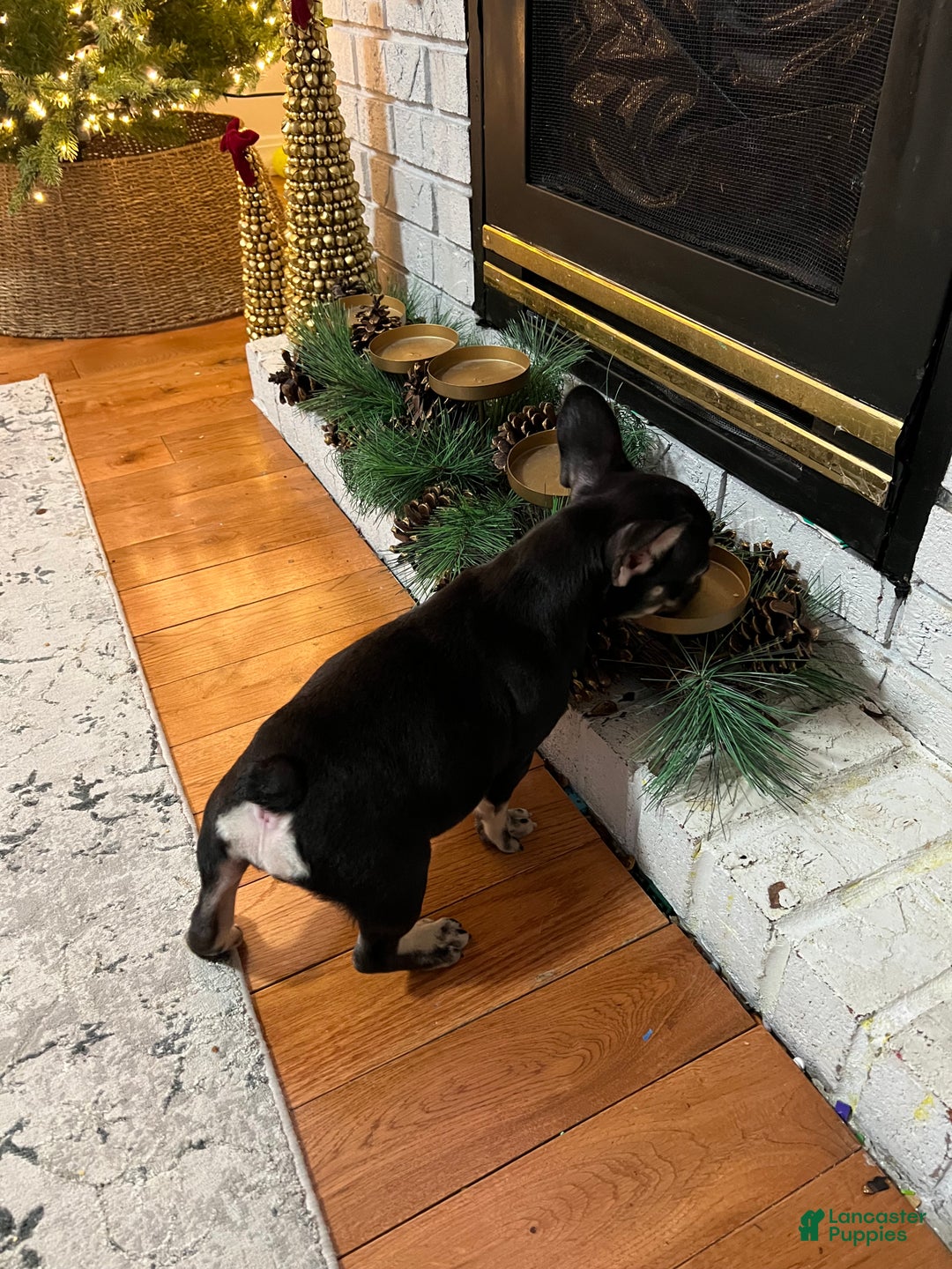 French Bulldog dogs for sale: Penelope  - Ad 3