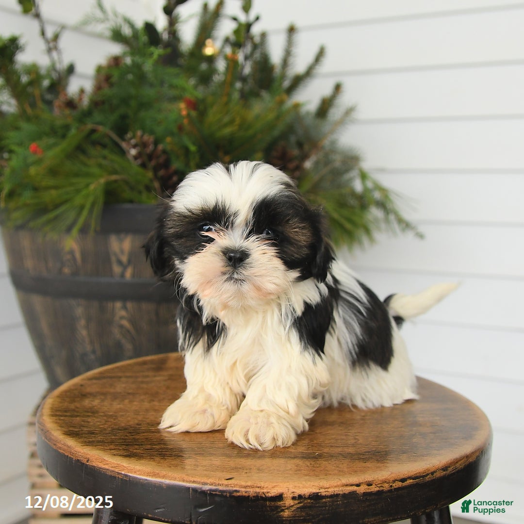 Shih Tzu dogs for sale: Mocha - Ad 3
