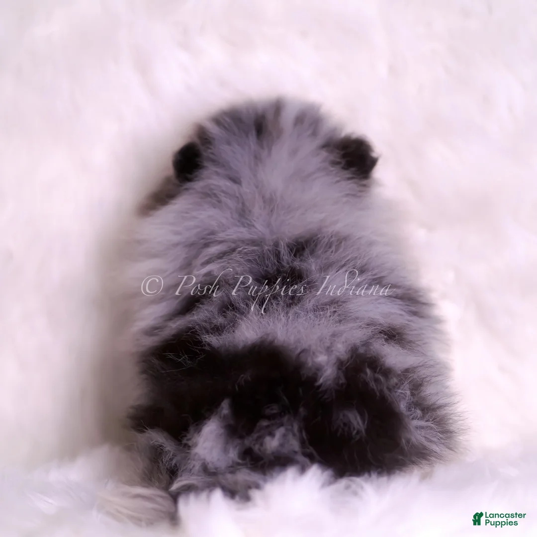 Pomeranian dogs for sale: Keeko - Ad 8