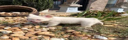 French Bulldog dogs for sale: CottonBall - Ad 11