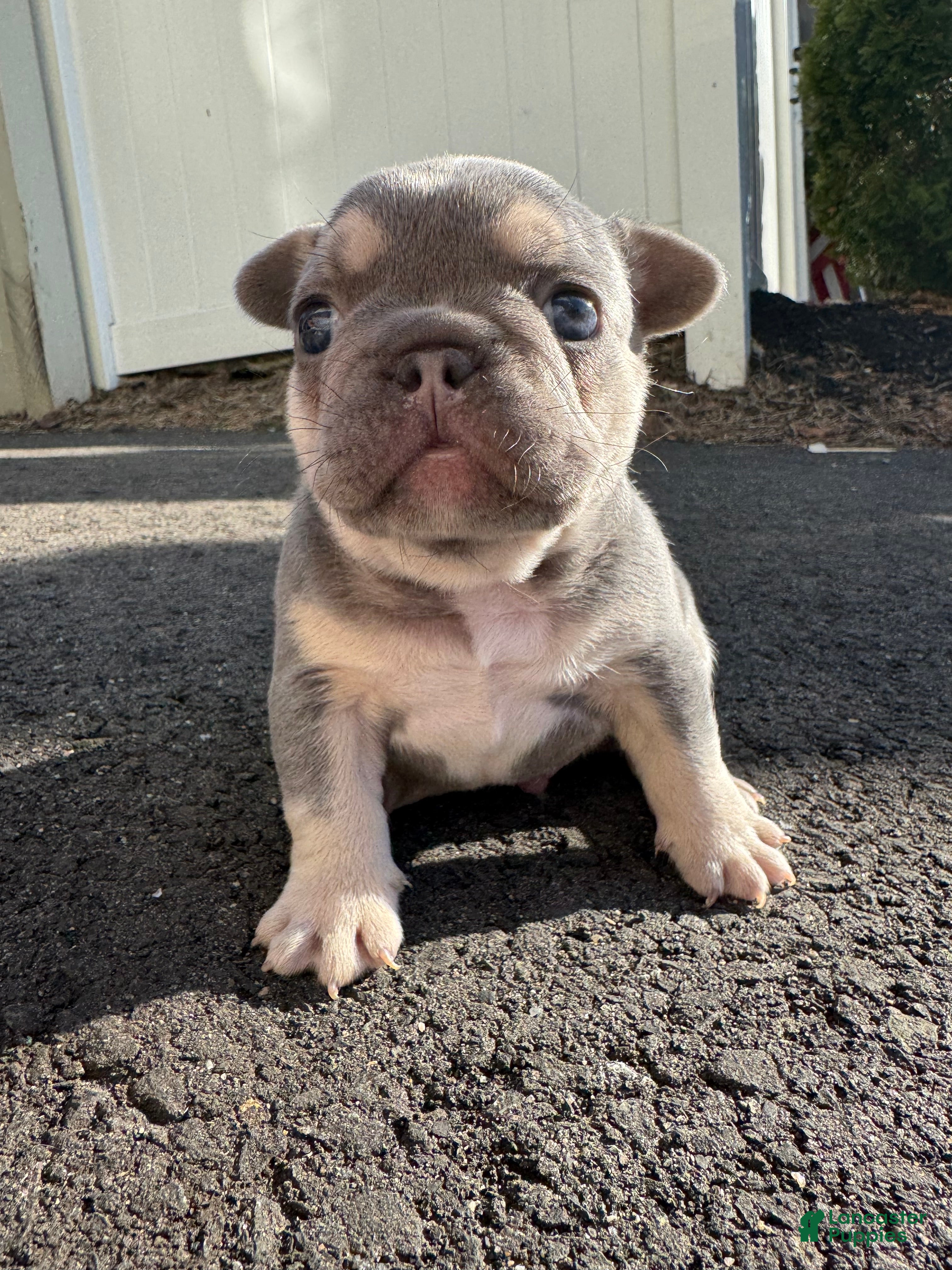 French Bulldog dogs Blue - Ad 1