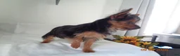 Yorkshire Terrier dogs for sale: Tilly   EXTRA SMALL - Ad 3