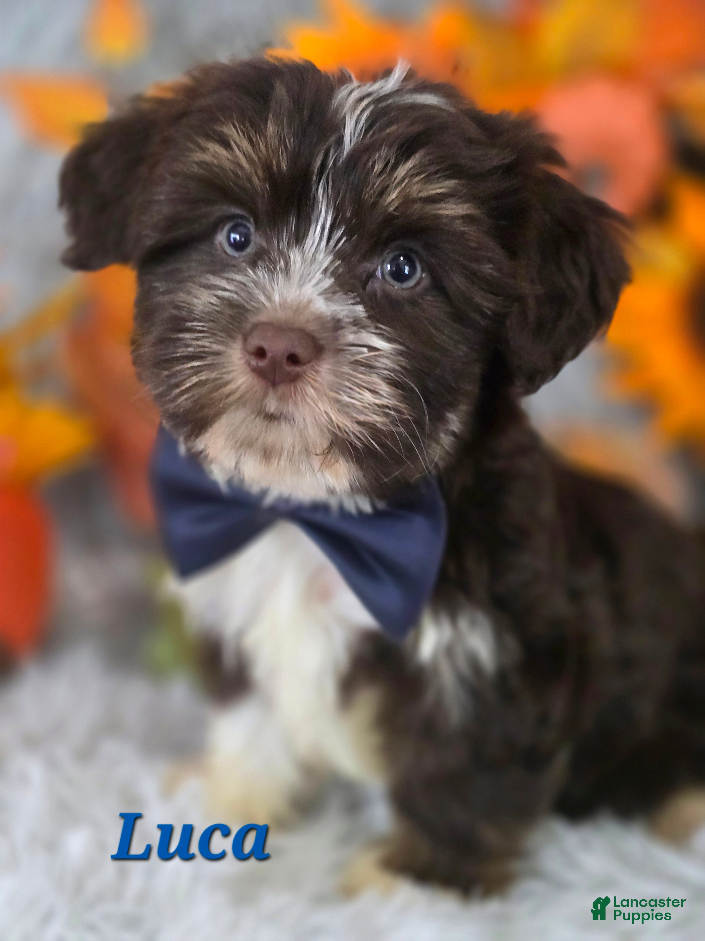 Yorkshire Terrier dogs Luca - Ad 1
