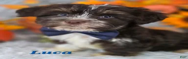 Luca