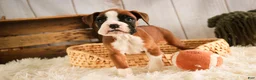 Boxer dogs for sale: Macchiato - Ad 2