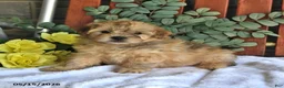 Shihpoo dogs for sale: Cheddar - Ad 3