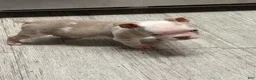 English Bulldog dogs for sale: English Bulldog 3 - Ad 6