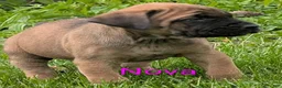 English Mastiff dogs for sale: English Mastiff Puppy 1 - Ad 5