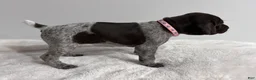 German Shorthaired Pointer dogs for sale: Mercy - Ad 3