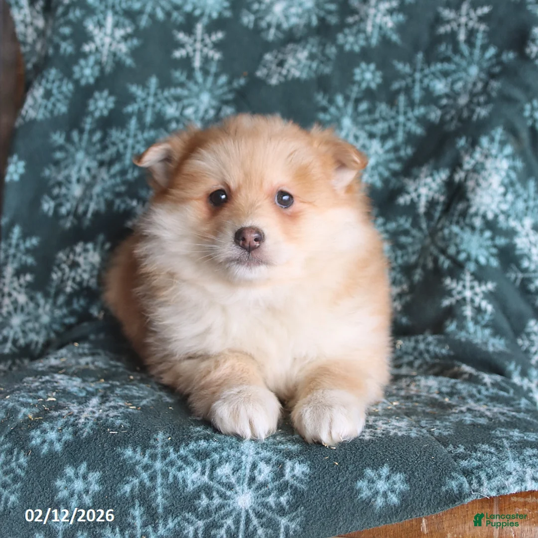 Pomsky dogs for sale: Lincoln - Ad 5