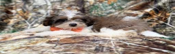 Shihpoo dogs for sale: Dagger - Ad 9