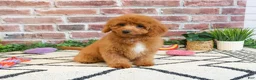 Cavapoo dogs for sale: Matilda  - Ad 5