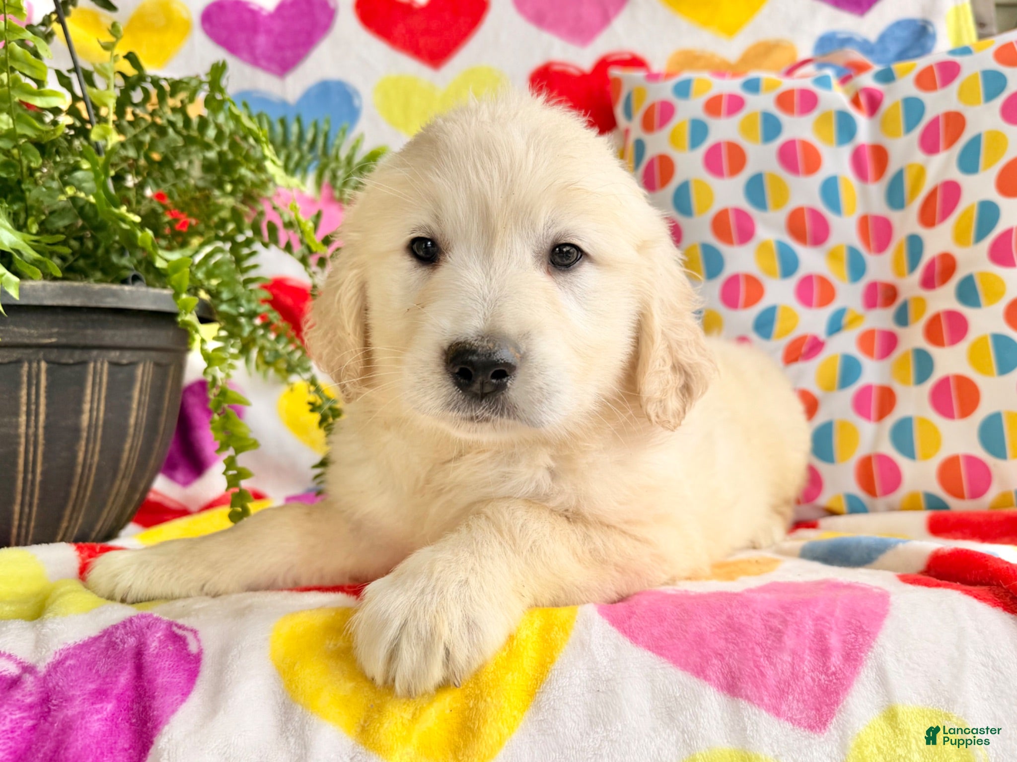 Golden Retriever dogs Rosa - Ad 1