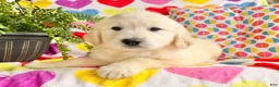 Golden Retriever dogs for sale: Rosa - Ad 1