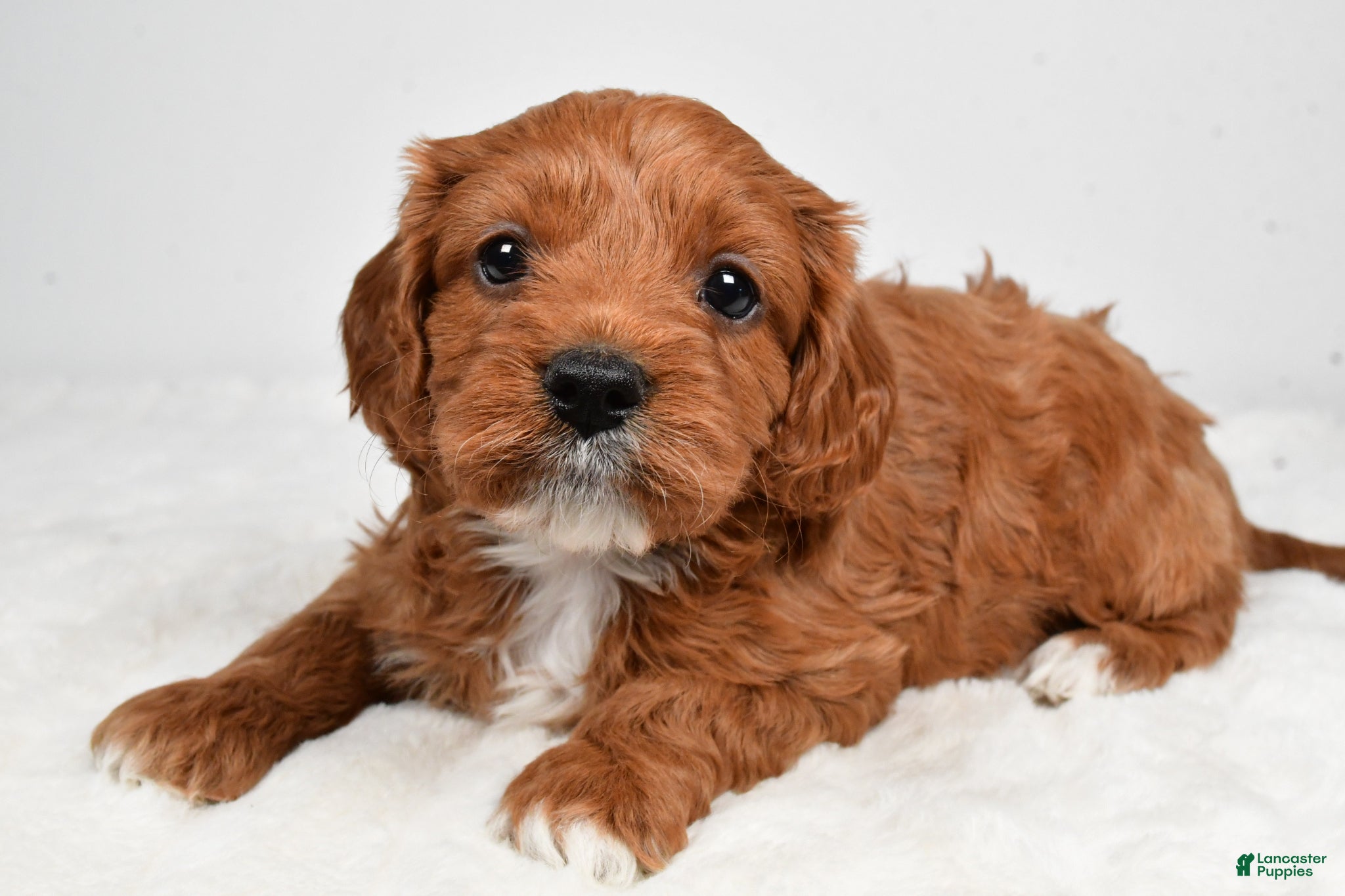 Cavapoo dogs Skittles - Ad 2