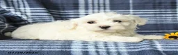 Maltese dogs for sale: Dash - Ad 4