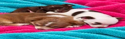 Chihuahua dogs for sale: Midnight-Chocolate  - Ad 7