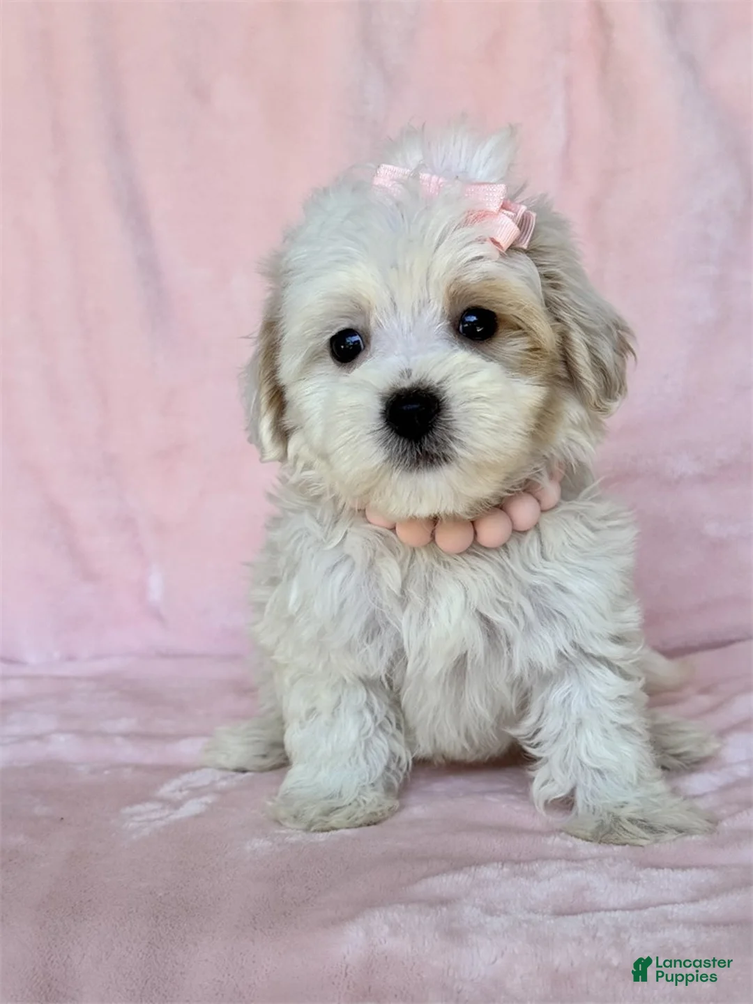 Maltipoo dogs for sale: Maltipoo 1 - Ad 1