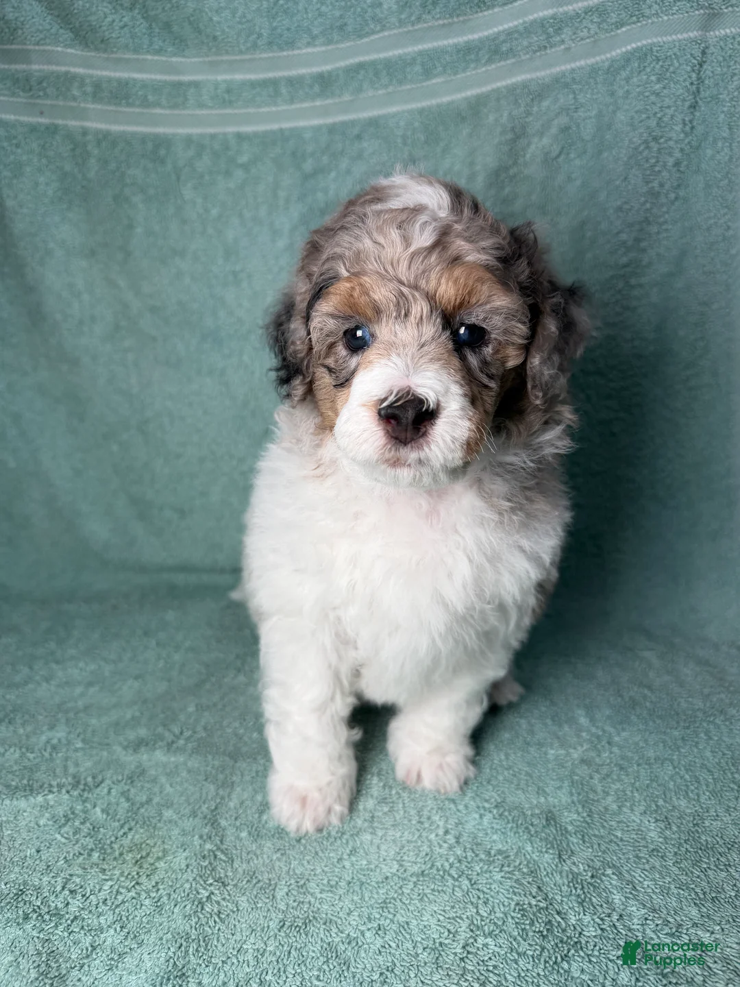 Miniature Poodle dogs for sale: Miniature Poodle Red - Ad 2