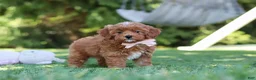 Cavapoo dogs for sale: Luna - Ad 5