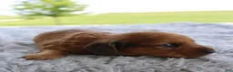Miniature Dachshund dogs for sale: Miniature Dachshund 4 - Ad 4