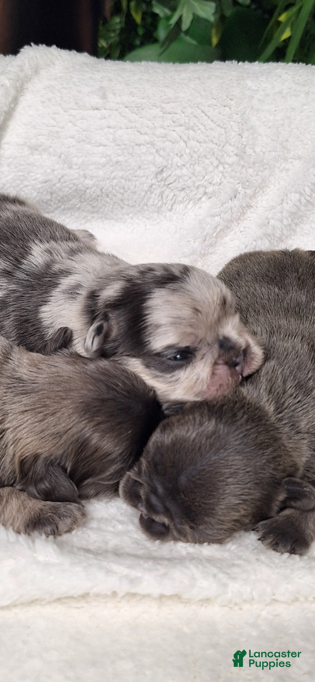 French Bulldog dogs for sale: Ms little  - Ad 2