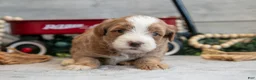 Mini Goldendoodle dogs for sale: Cutie - Ad 2